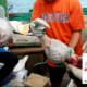 Thousand of pangolins are killed for their meat and scales for the Chinese market every month!