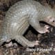 One adult pangolin can eat millions of ants and termites per year. They mulch and till the hard ground as they forage.