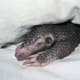 Pangolins do not have teeth. They have a long tongue that they insert into termite mounts or ant hills.