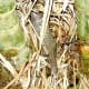 The pangolin almost disappears in the bamboo grove. We had to follow him as he would forage. He tilled the earth and mulched is as he foraged.
