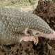 a-rescued-baby-pangolin-or-palawan-scaly-anteater