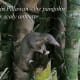 I think this baby pangolin was only 2 months old when he was given to us to raise. It's mom was killed by poachers.