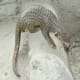 a-rescued-baby-pangolin-or-palawan-scaly-anteater