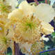 Kiwi male flower