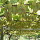 Immature kiwi fruit