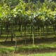 Kiwi orchard