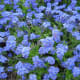 Forget-me-not flower