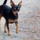 chihuahua-obsession