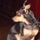 chihuahua-obsession