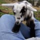 A tame momma will gladly let you babysit