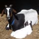 Blaze & Fiona