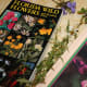 Learning how to use guide books to identify wild flowers