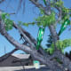 bottletrees