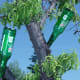bottletrees