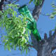 bottletrees