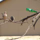 bottletrees