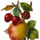 Yellow apple with cherries and leaves clip art