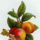 Vintage fruit clip art: two ripe peaches with flowers and leaves
