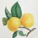Vintage fruit: yellow apples
