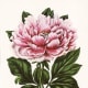 Pink Victorian flower * See downloading instructions above