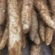 slimy-vegetables