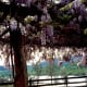 The wisteria was in full bloom at the Guenoc Winery.