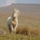 Welsh Mountain Pony