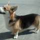 Welsh Corgi