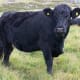 Welsh Black