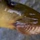 The Lamprey showing its sucker