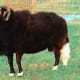 The striking Balwen Sheep