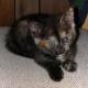 fiv-cat-rescue