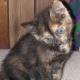 fiv-cat-rescue