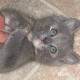 fiv-cat-rescue
