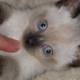 fiv-cat-rescue