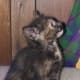 fiv-cat-rescue