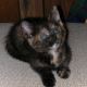 fiv-cat-rescue
