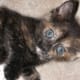 fiv-cat-rescue