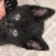 fiv-cat-rescue