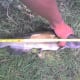 fishing-with-bread