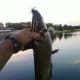 fishing-with-bread