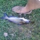 fishing-with-bread