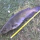 fishing-with-bread