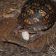 box-turtles-louisiana