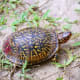 B13 At first glance you would think Ornate Box Turtle...