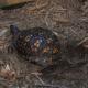 box-turtles-louisiana