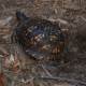 box-turtles-louisiana