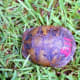 B11 Notice the scars from a canine chewing on the shell.