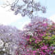 A beautiful combination of jacaranda and bougainvillea blossoms