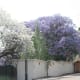 pretoria-the-jacaranda-cityof-south-africa